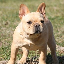 Savvy - French Bulldog