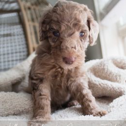 Fritz - Merle male Goldendoodle puppy in Savannah, Georgia from Vino and Vespa Doodles