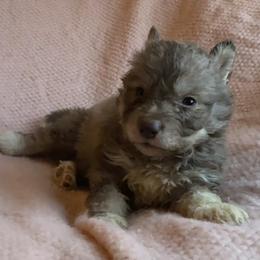 Vixen - Red and white female Siberian Husky puppy in Mechanicsville, Virginia from Shinko Siberians