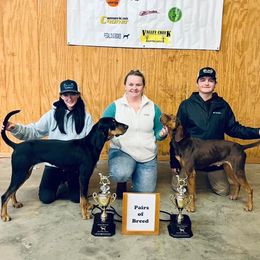 American Leopard Hounds and German Shepherds from APEX K9 Solutions