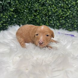 Misty - Brown and white female Sheepadoodle puppy in Los Angeles, California from Exquisite Doodles