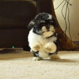 Snow now Snoopy - Black and white male Shichon puppy in Delta, Colorado from PTK Ranch