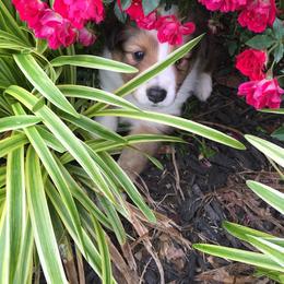 Shetland Sheepdog Puppies from Agee's World of Shelties