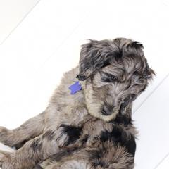 Double Doodle and Goldendoodle Puppies from Remi’s DoubleDoodles