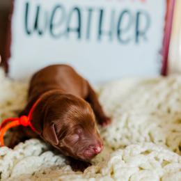 Sweater - Apricot female Goldendoodle puppy in Ludington, Michigan from WestShoreDoodles