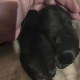 Boy 1 - Black male Pomeranian puppy in Bloomingdale, New Jersey from Bella Luna Pomeranians
