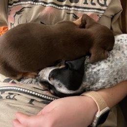 Dachshund Puppies from M & M Breeding