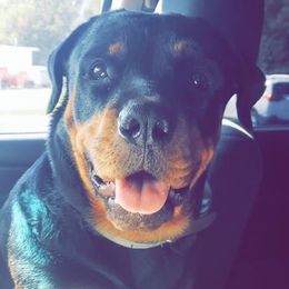 Rottweilers from Sullivan Rotties