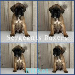 KitKat - Fawn male Boxer puppy in Madisonville, Texas from Sergeant's Boxers