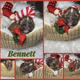 Bennett - Liver and white male Shih Tzu puppy in Coolidge, Arizona from Shih Tzu’s  ‘N’ Love