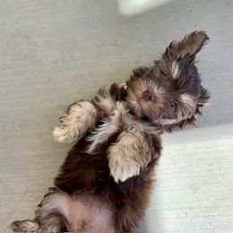 Havanese Puppies from Dori Scott