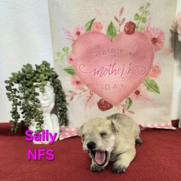 Sally - White female Schnoodle puppy in Tucson, Arizona from Smart Schnauzers & Schnoodles