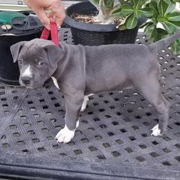 American Bully and American Staffordshire Terrier Puppies from Superstes Guard