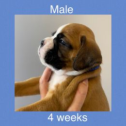 Boxer Puppies from Shadix Boxers