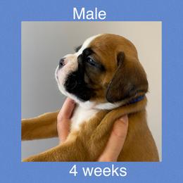 Boxer Puppies from Shadix Boxers