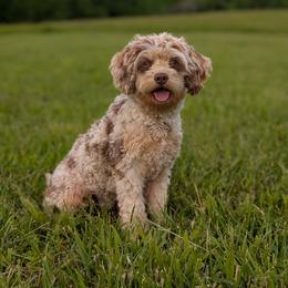 Mocha - Cavapoo