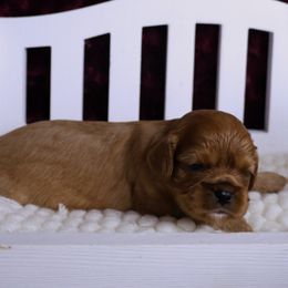 Ruby Female - Ruby female Cavalier King Charles Spaniel puppy in Pasadena, Maryland from Promise Land