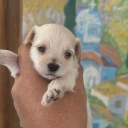 Girl 2 Z - Cream female Maltipoo puppy in Las Vegas, Nevada from Maltipoo_vegas
