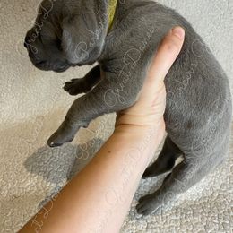 Great Dane Puppies from Parker's Great Danes