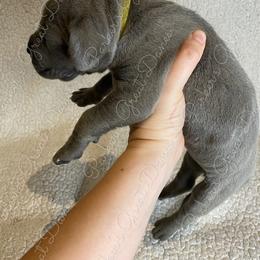 Great Dane Puppies from Parker's Great Danes