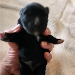 Sweet Pup's Chocolate Drop - Black female Miniature Schnauzer puppy in North Zulch, Texas from Sweet Pup Schnauzers