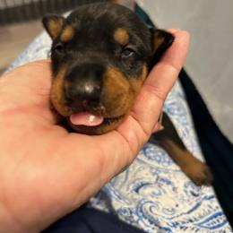 German Pinscher Puppies from LinDee Kennel