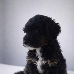 Girl 4 - Black female Poodle puppy in Eckert, Colorado from High Desert Poodles