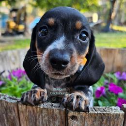 Daisy Black pie smooth girl 3300 - Piebald female Dachshund puppy in Herald, California from Bluegum Dachshunds