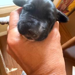 Sonora - Black roan female German Shorthaired Pointer puppy in San Antonio, Texas from Alvarado Farm Kennels, LLC