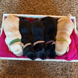 Girl 2 - Black female Labrador Retriever puppy in Beavercreek, Oregon from Sweetwater Spring Labradors