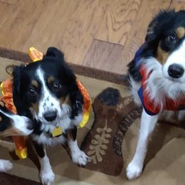 Australian Shepherds from Cedar Valley Aussie's
