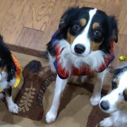 Australian Shepherds from Cedar Valley Aussie's