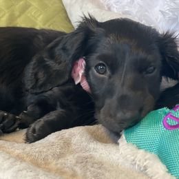 Dachshund Puppies from Meyerhaus (Weenie-Corn Ranch)
