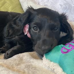 Dachshund Puppies from Meyerhaus (Weenie-Corn Ranch)