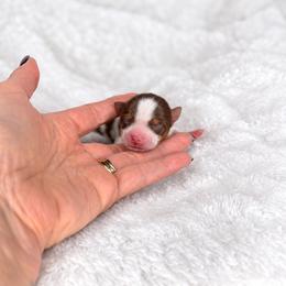Boy 3 - Tan and white male Yorkshire Terrier puppy in Jacksonville, Florida from Yorktown Yorkies