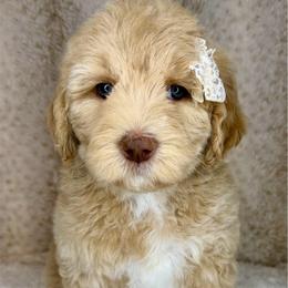 Serenity - Caramel cream female Australian Labradoodle puppy in Upland, California from Kings Labradoodles