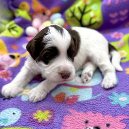 Patch - Cream male Australian Labradoodle puppy in Rhode Island from Highland Beach Labradoodles