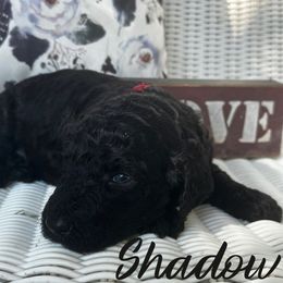 Shadow - Black male Poodle puppy in Dayton, Texas from Wolfe Island Poodles