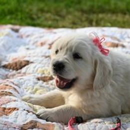 Golden Retriever Puppies from Smokey Mountain English Goldens