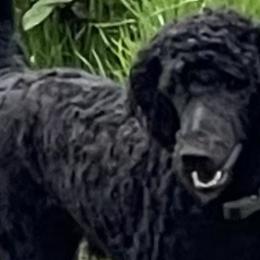 Poodles from Morningstar Standard Poodles