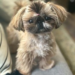 Shih Tzu All Grown Up from Cocktail Shih Tzu
