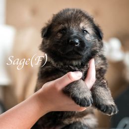 Sage - Sable female German Shepherd puppy in Berwick, Maine from Vom Rindahaus Shepherds