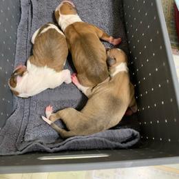 Flashy Red Gorl - White and red female Italian Greyhound puppy in California from Desert Rose