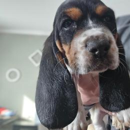 Boy 4 - Black and white male Basset Hound puppy in Carleton, Michigan from Floppy Ears Farm