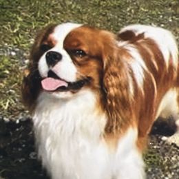 Rusty - Cavalier King Charles Spaniel