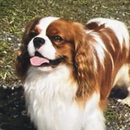 Rusty - Cavalier King Charles Spaniel
