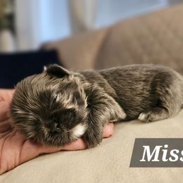 Missy - Silver female Shih Tzu puppy in Corona, California from Ju Shih Tzu