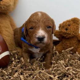 Jack - Blue Collar - Red  male Goldendoodle puppy in Cape Coral, Florida from Nay Nays Mini Doodles