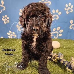 Donkey - Black male Labradoodle puppy in Peyton, Colorado from Grace N Faith Doodles
