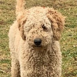 Tillie - Goldendoodle